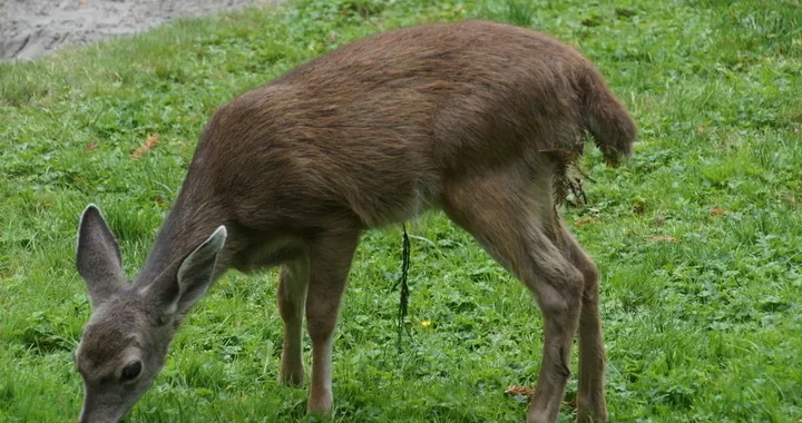Odocoileus hemionus columbianus