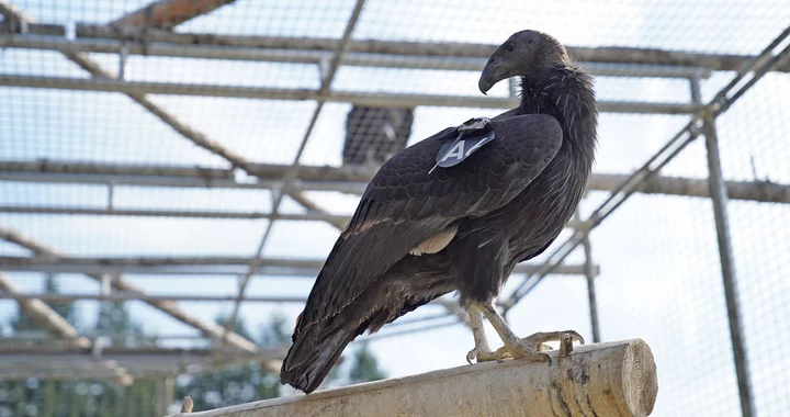 More Condors The Yurok Tribe And Its Partners Are Gonna Try To Put