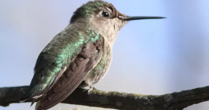 Calypte anna