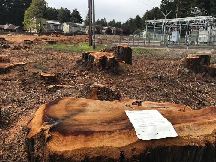 PG&E Illegally Clear-Cut Grove of Redwoods Near Redwood Acres, County