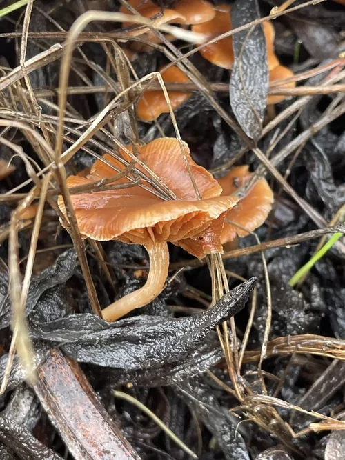 Tubaria furfuracea