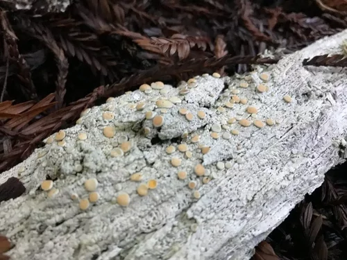 Icmadophila