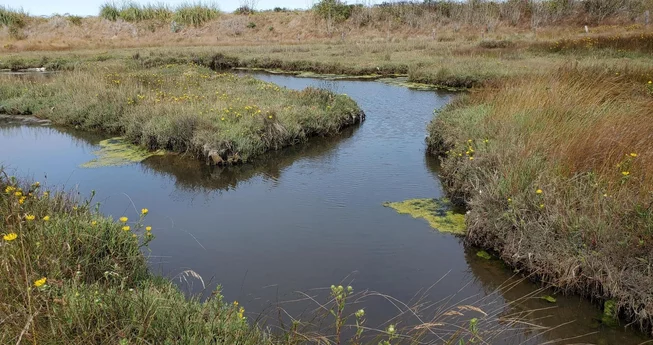 Eureka Wetland to be Restored