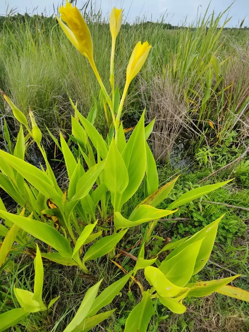 Cannaceae