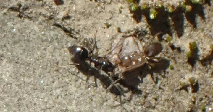 Tapinoma sessile