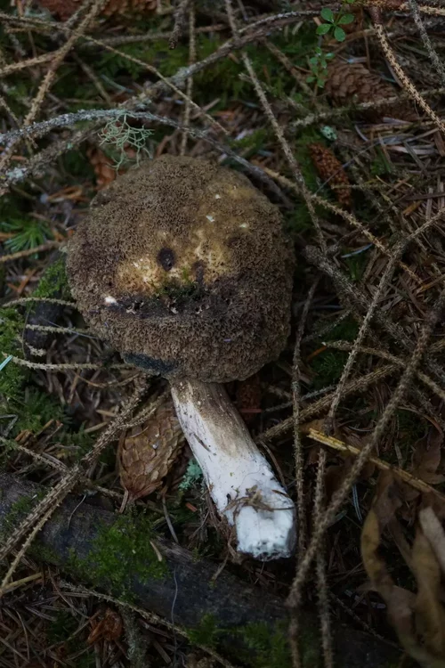 Porphyrellus