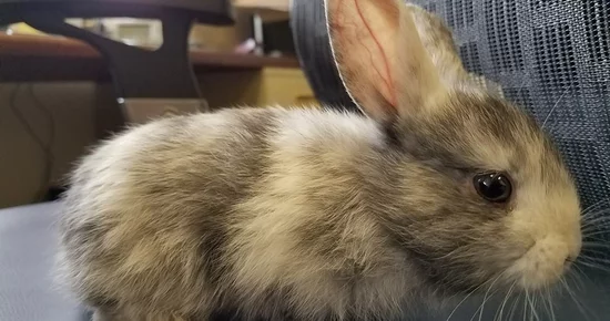 Is This Your Bunny? | Lost Coast Outpost | Humboldt County News