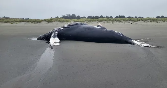 Many Dead Marine Mammals