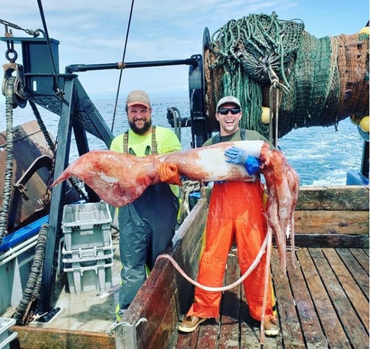 Local Fishermen Reel in Monster Squid Off the Humboldt Coast