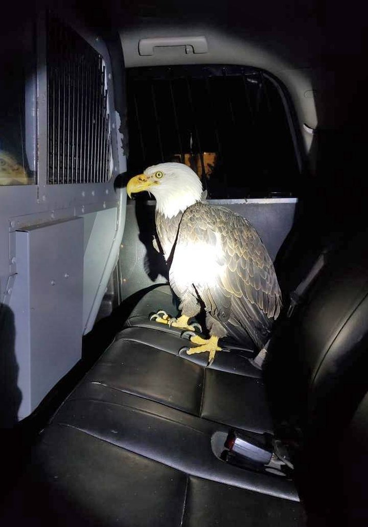 Bald eagle hit by car in Greenbrier County