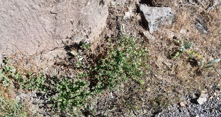 Ageratina occidentalis