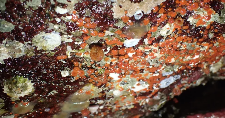Boltenia villosa
