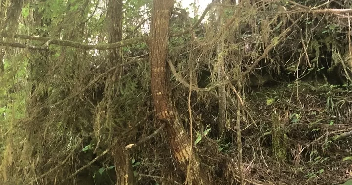 Tsuga heterophylla