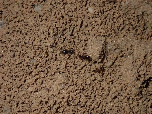 Prenolepis