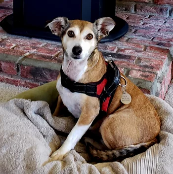 Image for Rocket: Best Dog Ever