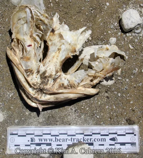 Ophiodontinae