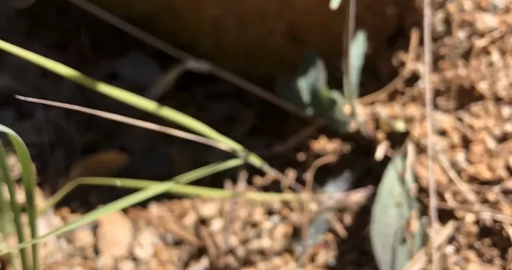 Hieracium bolanderi