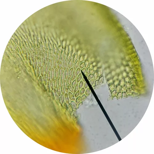 Antitrichiaceae