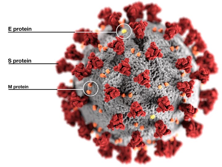 electron microscope images color virus