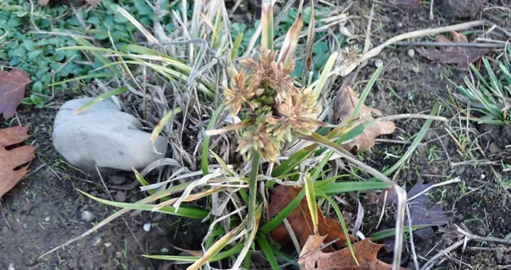 Cyperus eragrostis