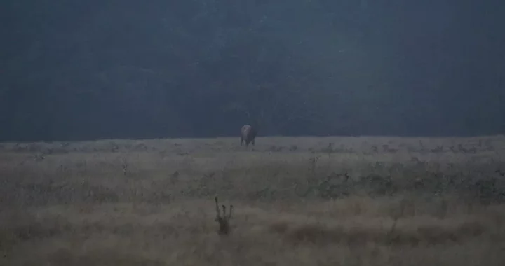 Cervus canadensis