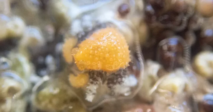 Phyllolithodes papillosus