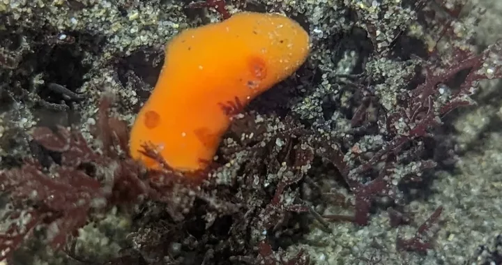 Rostanga pulchra