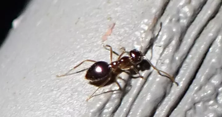 Prenolepis imparis
