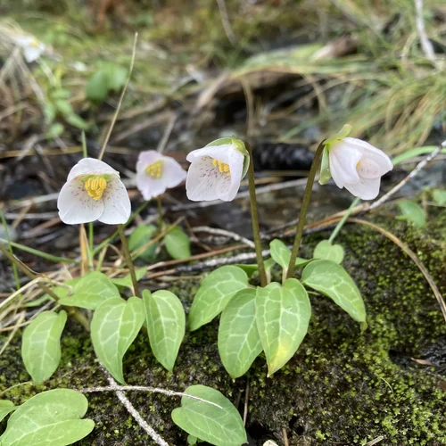 Pseudotrillium