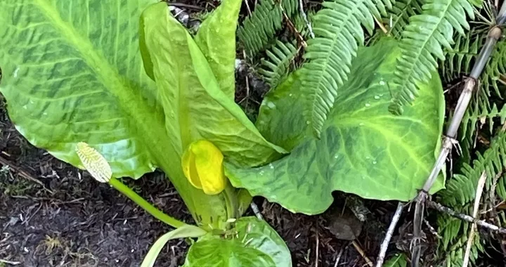 Lysichiton americanus