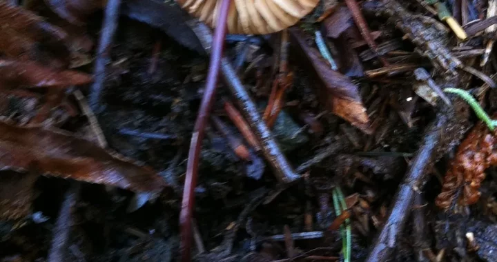 Marasmius plicatulus