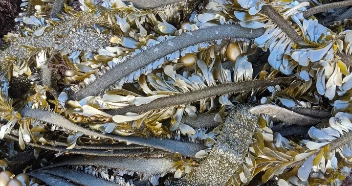 Egregia menziesii