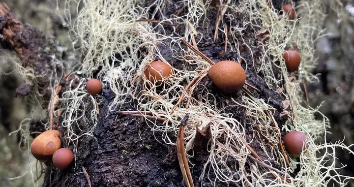 Cryptoporus volvatus