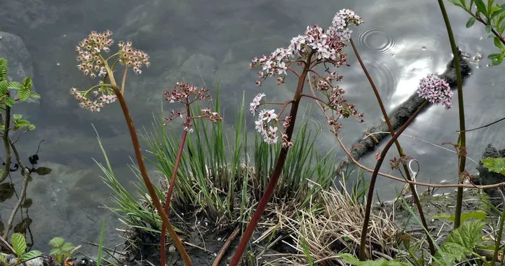 Darmera peltata