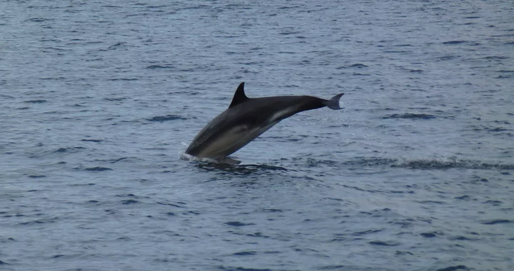 Delphinus delphis