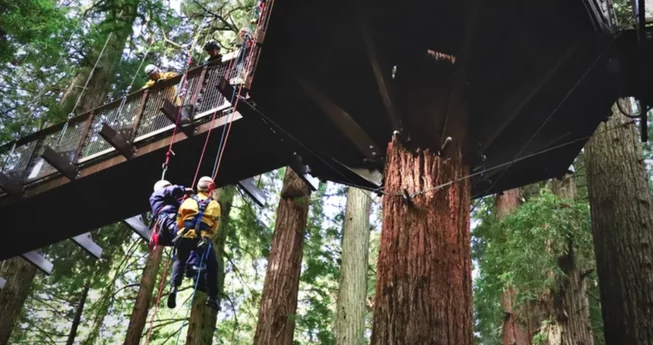 Sky Walk w/ Humboldt Bay Fire