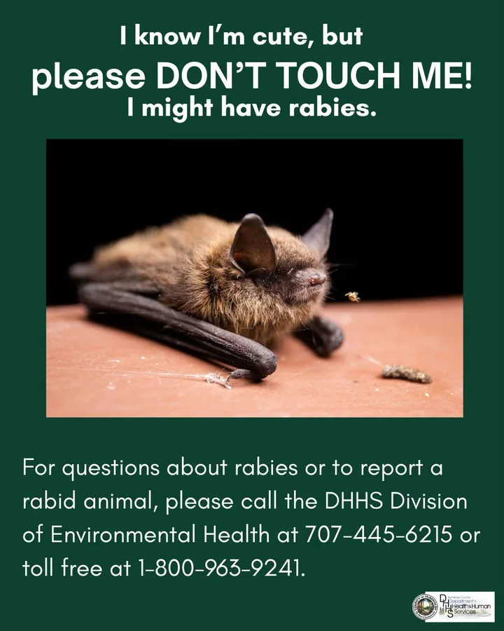 Another person treated for rabies exposure after being bitten by a bat on Cal Poly Humboldt campus; Public health officials urge residents to avoid contact with wild creatures | Lost Coast Outpost