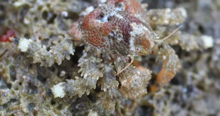 Phyllolithodes papillosus