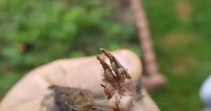Thomomys bottae