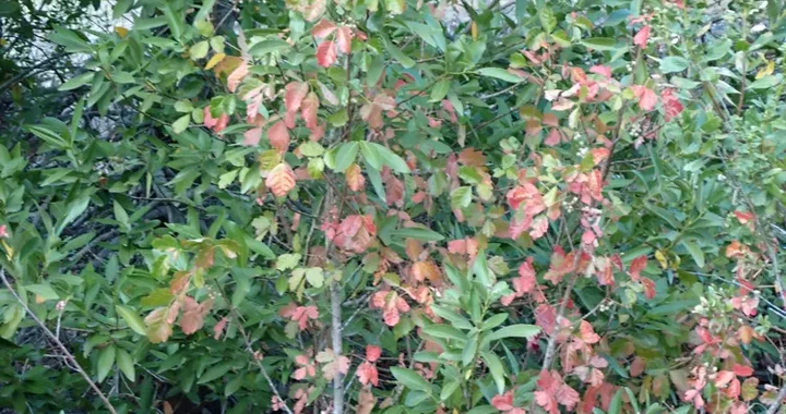 Toxicodendron diversilobum