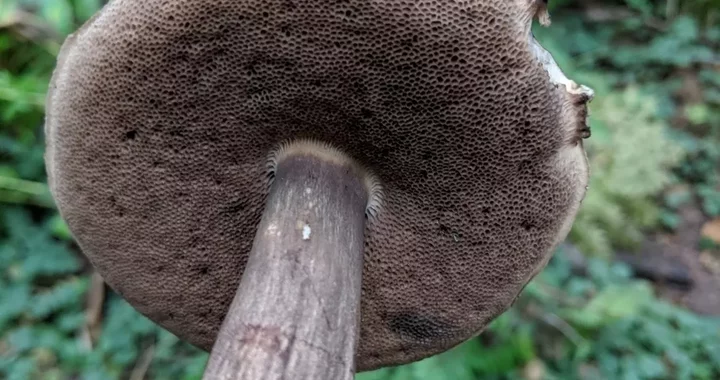 Porphyrellus porphyrosporus