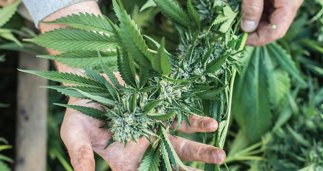 Addressing Cannabis Equity