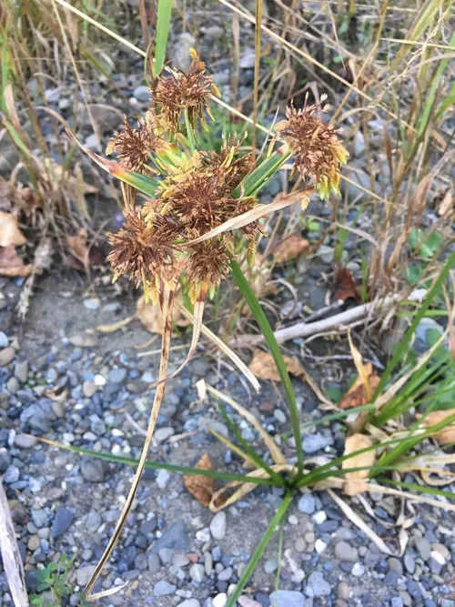 Cyperus
