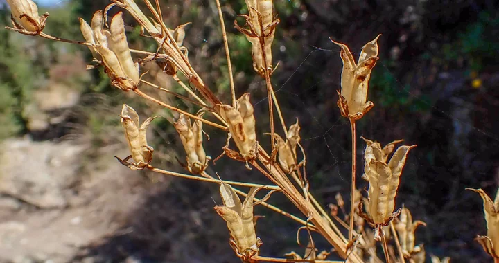Toxicoscordion fremontii