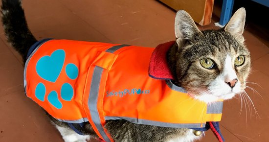 Sequoia Park Zoo’s Beloved Domesticated Cat ‘Chester’ Dies; Zoo Asks Community to Share Photos for a Memorial Slideshow | Lost Coast Outpost