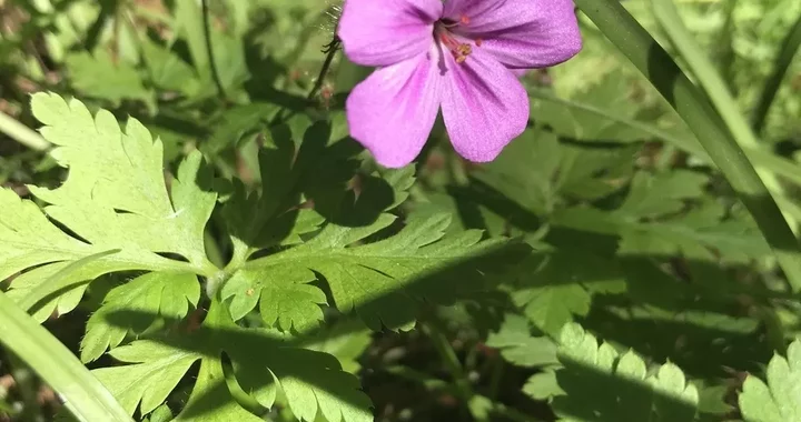 Geranium yeoi