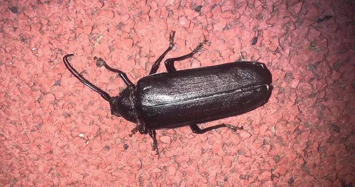 Trichocnemis spiculatus