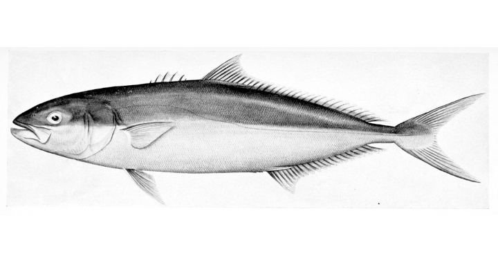Salmon OUT, Yellowtail IN: Nordic Aquafarms Announces Species