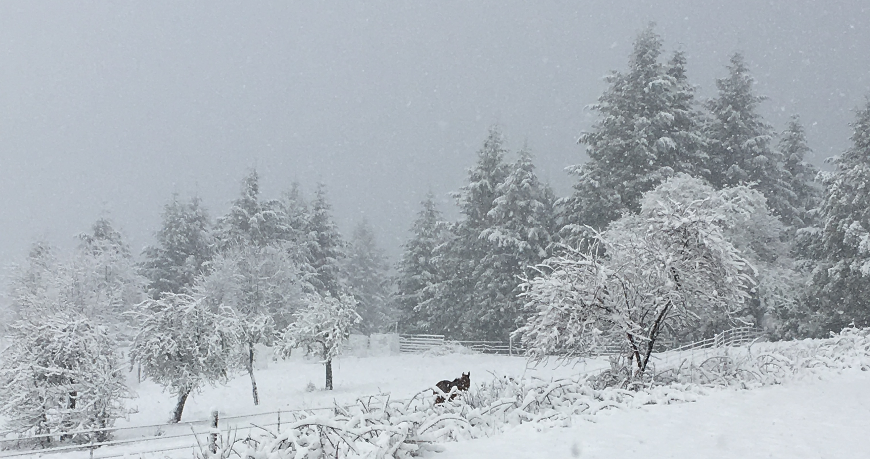 HUMBOLDT HISTORY: A Desperate Trek to Iaqua During the Worst Snowstorm ...