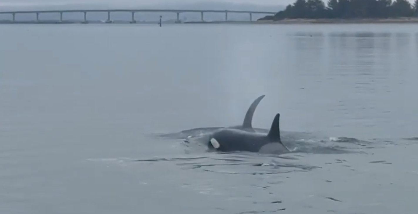ORCA UPDATE: The Orcas Who Visited Humboldt Bay Over the Weekend Were a ...